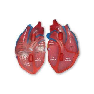 Едукативен модел - Пресек на срце, Cross-Section Heart Display Model 