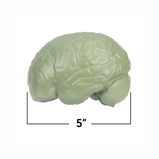 Едукативен модел - Пресек на мозок, Cross-Section Brain Display Model 