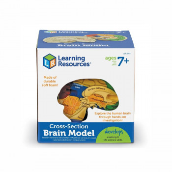 Едукативен модел - Пресек на мозок, Cross-Section Brain Display Model 